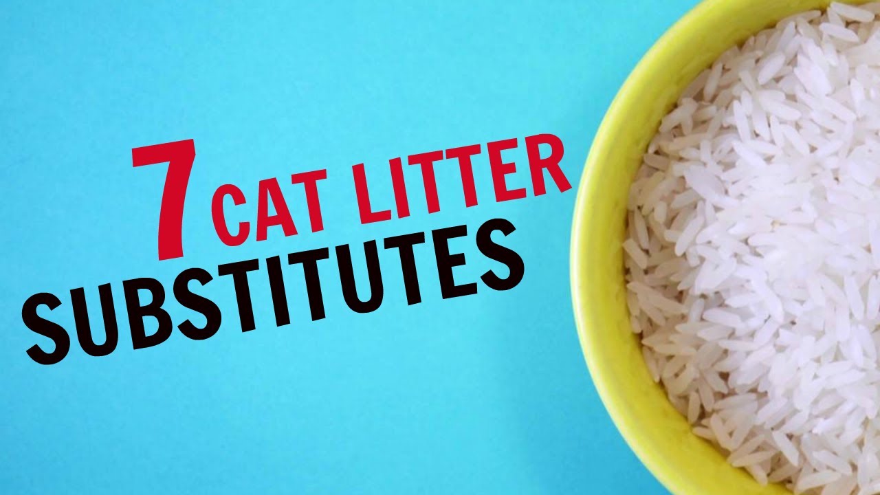 EMERGENCY CAT LITTER | 7 Cat Litter Substitutes