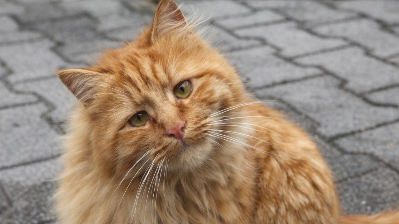 Cold Street Kitten Trembling and Begging