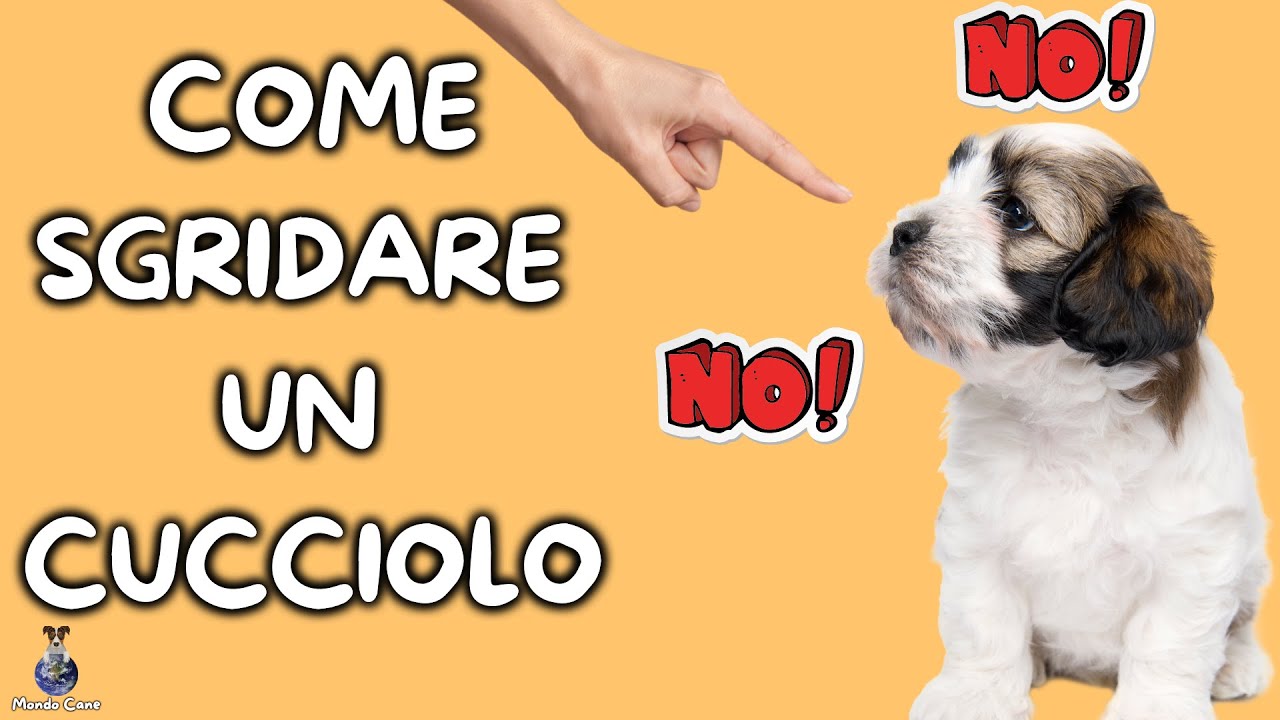 Come Sgridare Un Cane Cucciolo
