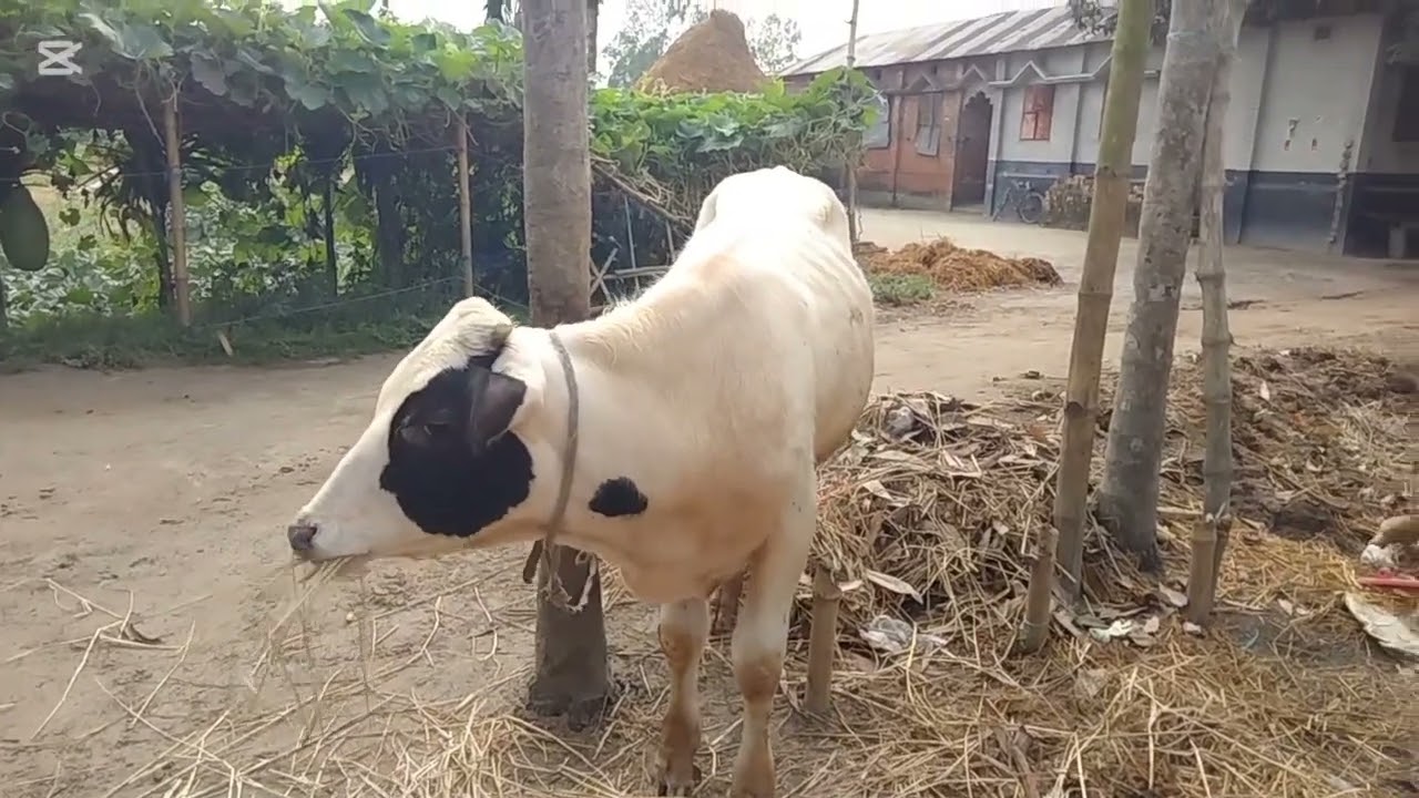 এভাবেই আমরা পরিবেশের সাথে মানিয়ে নেই গরুকে..! 