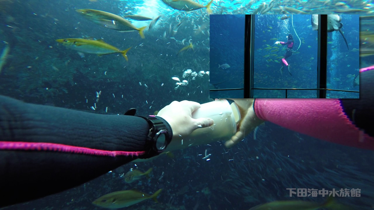 下田海中水族館の、お魚の餌付けショーを水槽の中から見たらどう見える？
