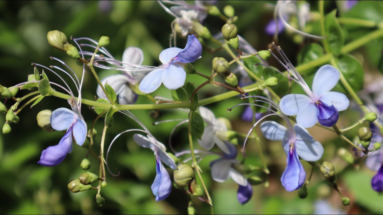 Cuidados del Arbusto de las mariposas Azules - Rotheca myricoides - Clerodendrum myricoides