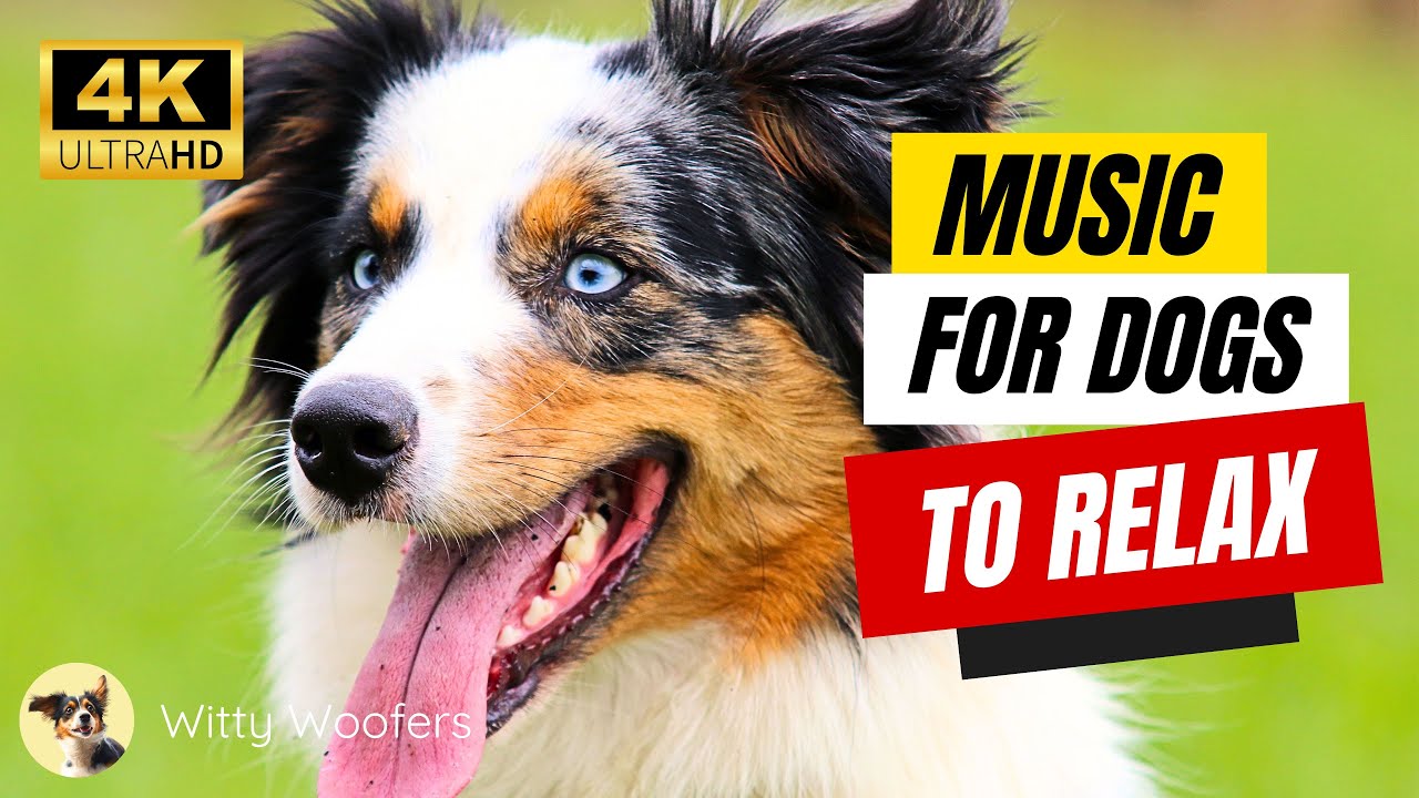 Soothe Your Pup: 12 Hours of Relaxing Music 🐕‍🦺 Witty Woofers