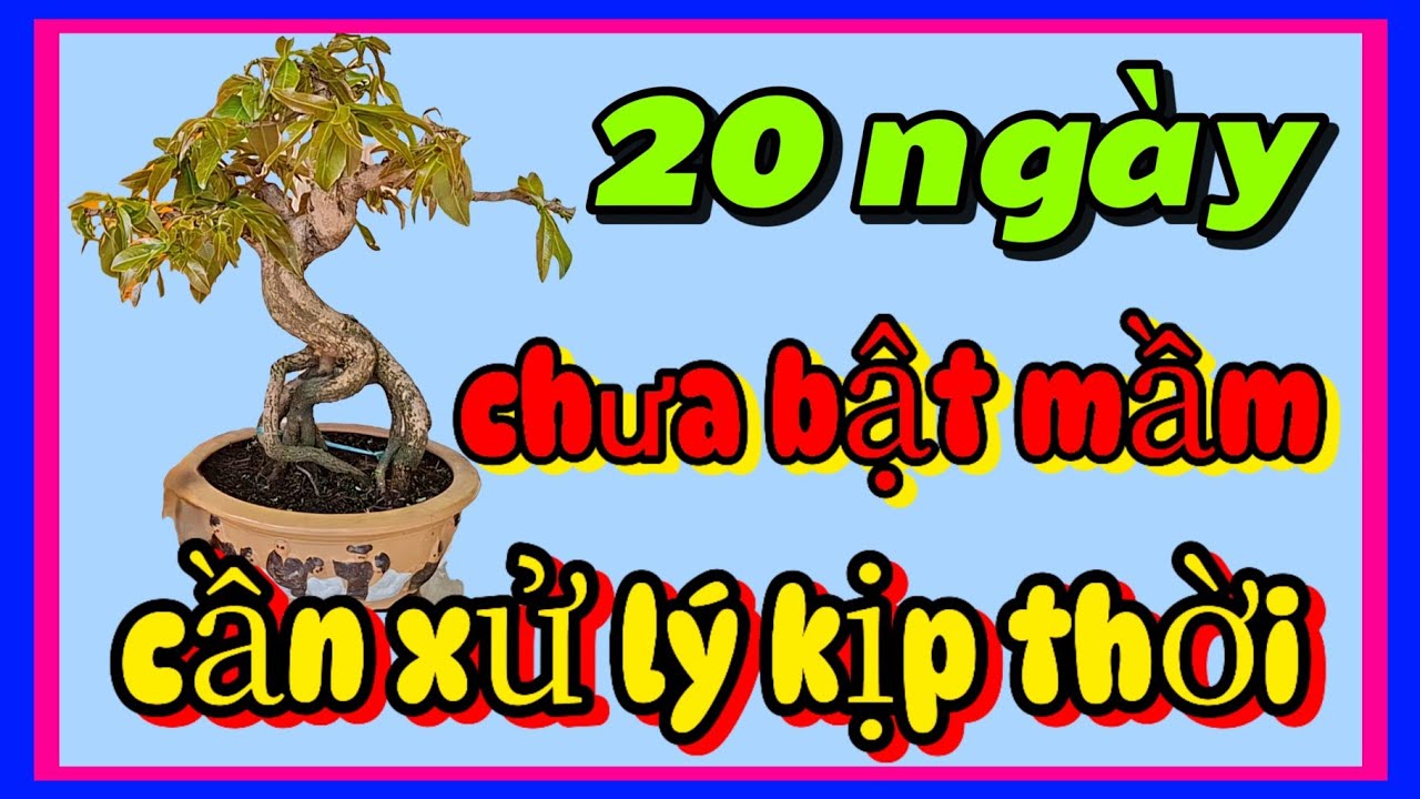 👉 Mai Cắt Đôn 20 Ngày Không Ra Mầm – Sai Lầm Khiến Bạn Mất Cây!