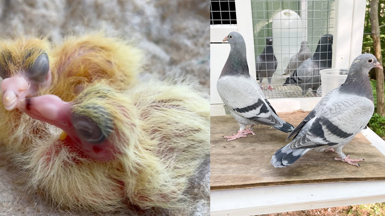 DAY 1 to 30 BABY homing pigeon growth