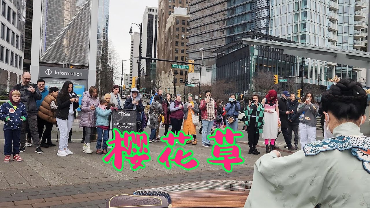 加拿大的街头演奏古筝【樱花草Primrose】