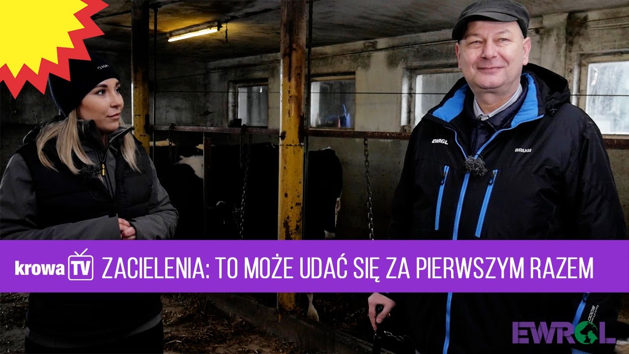KrowaTV: Zacielenia - to może się udać za pierwszym razem