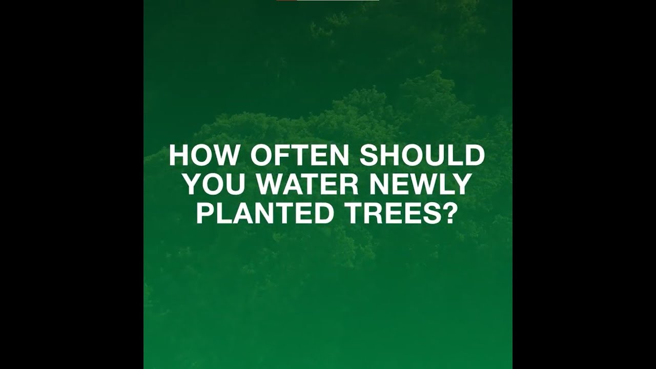 How Often Should You Water Your Newly Planted Trees?