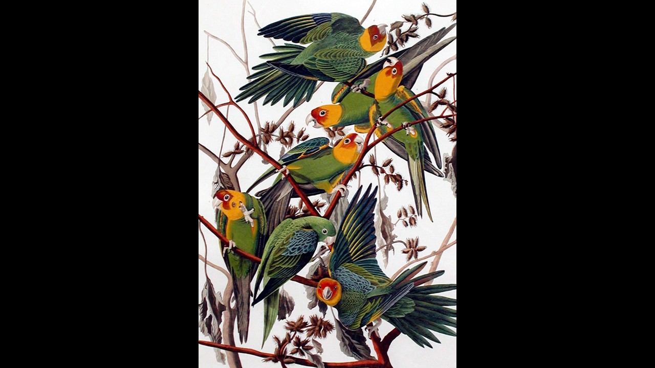 Sunrise Birding for Life February 18 2026