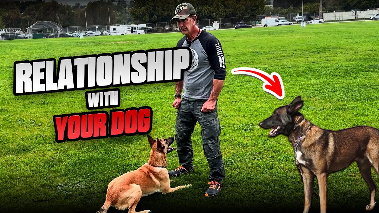 You Can't Train Your DOG if You Don't Have a Relationship with Him!