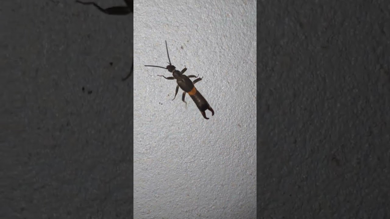 Tesourinha no mundo dos insetos animais coloridos #insects #nature #cute