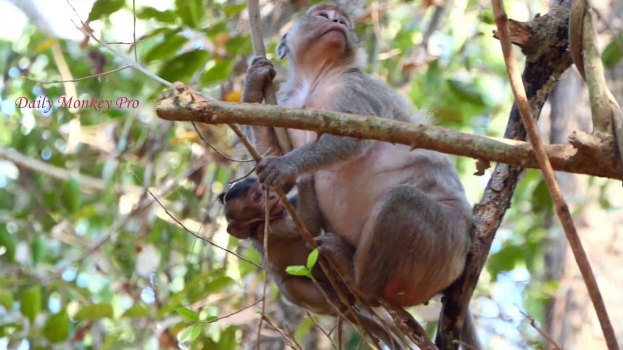 Marria come down quickly to help Jill from Skippy after Jilla still scare and get from the tree