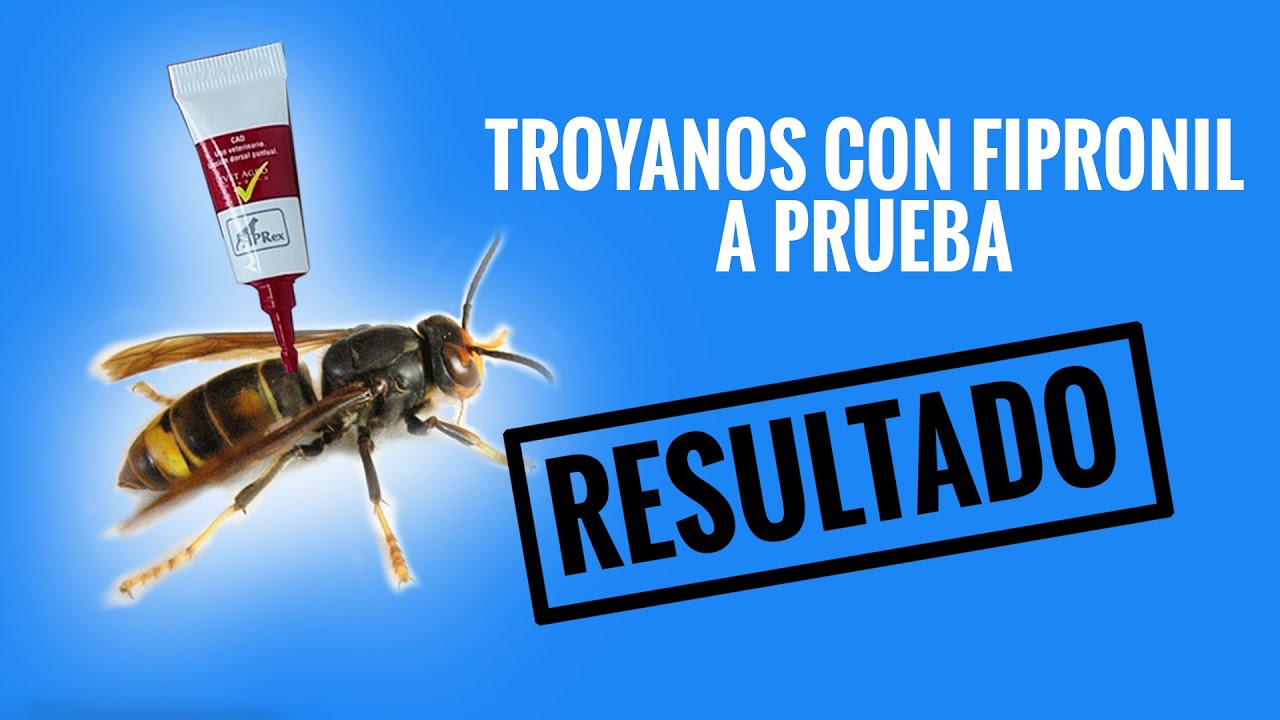 Resultado del envío de troyanos con fipronil para eliminar nidos de vespa velutina.