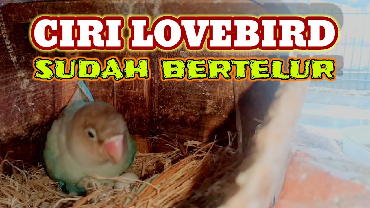 CIRI LOVEBIRD SUDAH BERTELUR
