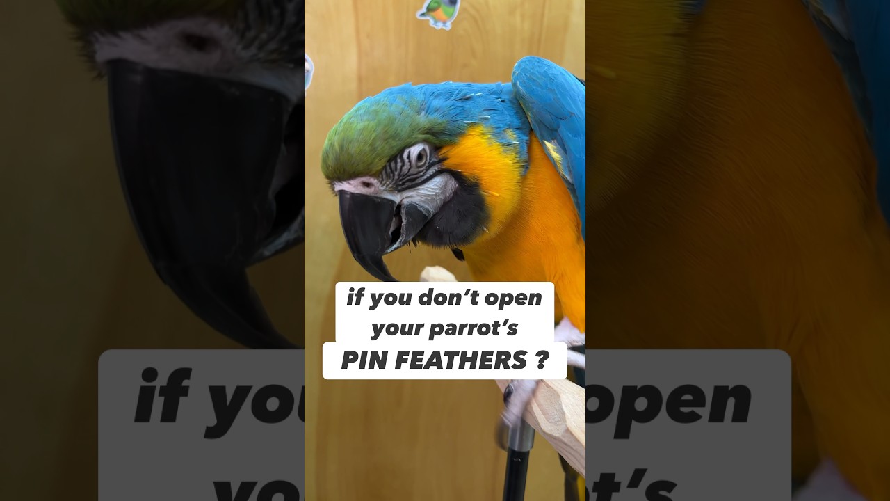 What Happens If You Don&rsquo;t Open Parrot&rsquo;s Pin Feathers #bird