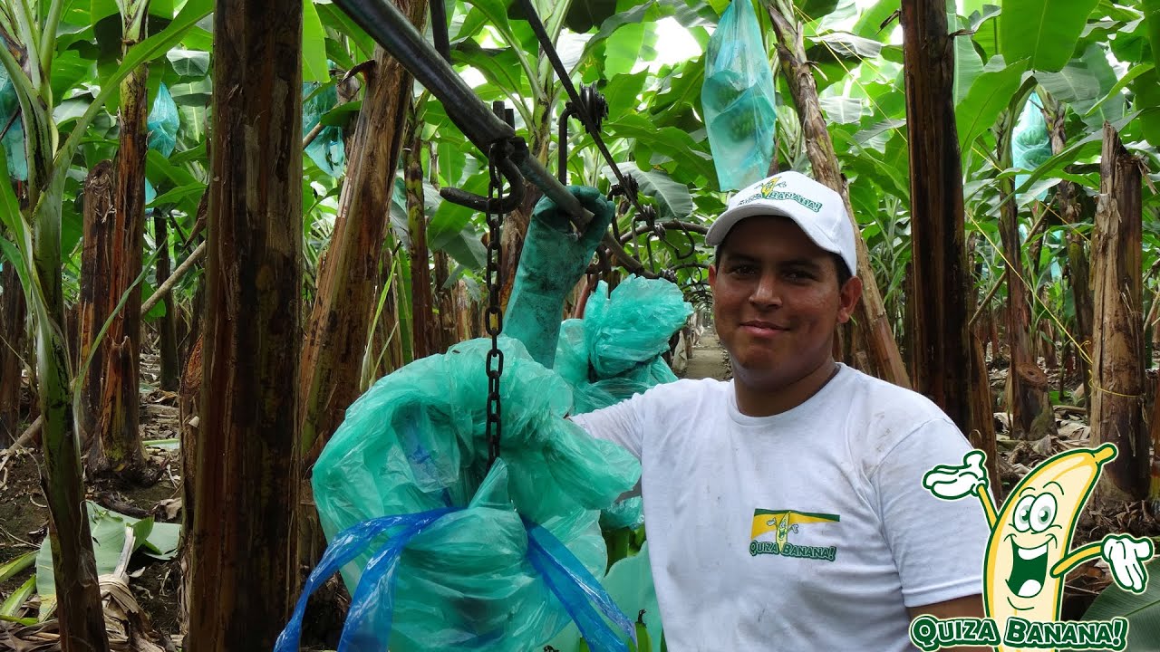QUIZA BANANA plantacja Ekwador