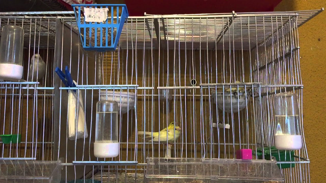 Canario pisando