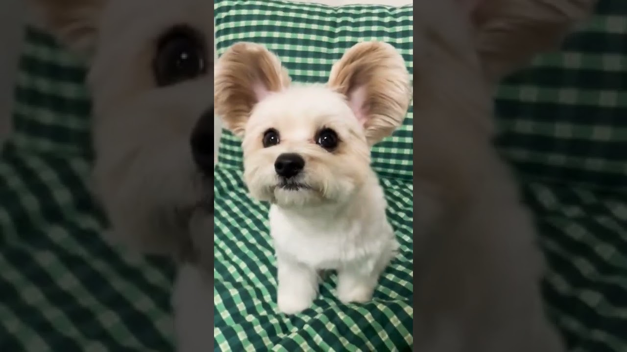 Who Like my Ear - Big Ear 