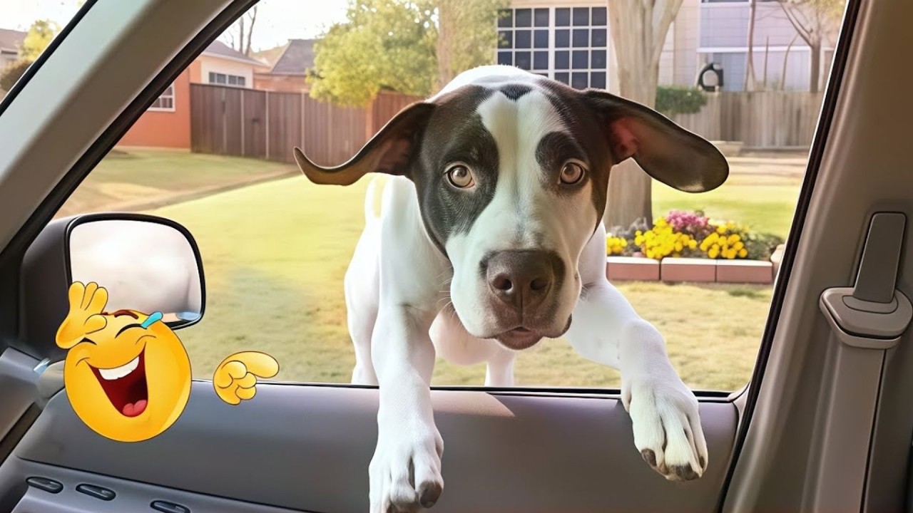 HILARIOUS DOGS Being Weird 🤪 NEW Funniest Dogs Video 2026