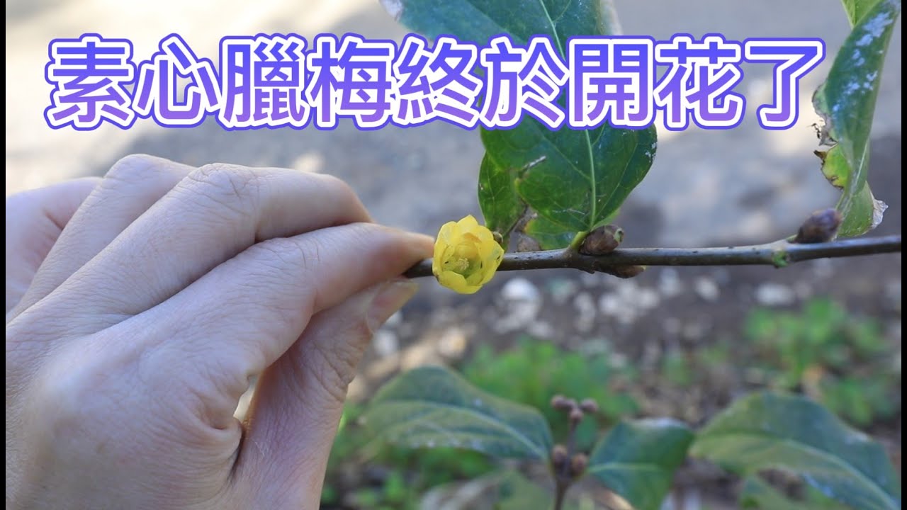 素心臘梅終於開花了【2022/01/31】