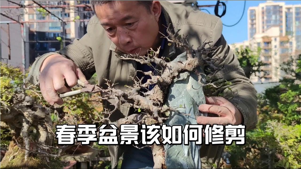 How to prune after spring bonsai recovery春季盆景復甦後該如何修剪