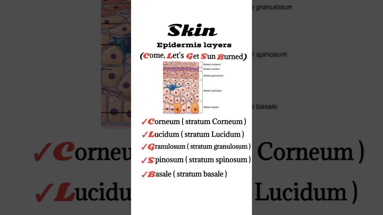 epidermis layers