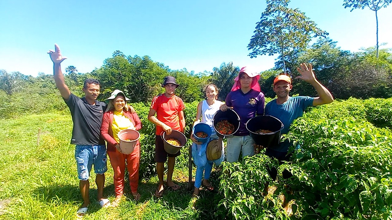 De Morros para a Capital: A Família que Está Transformando a Produção de Pimenta no Maranhão