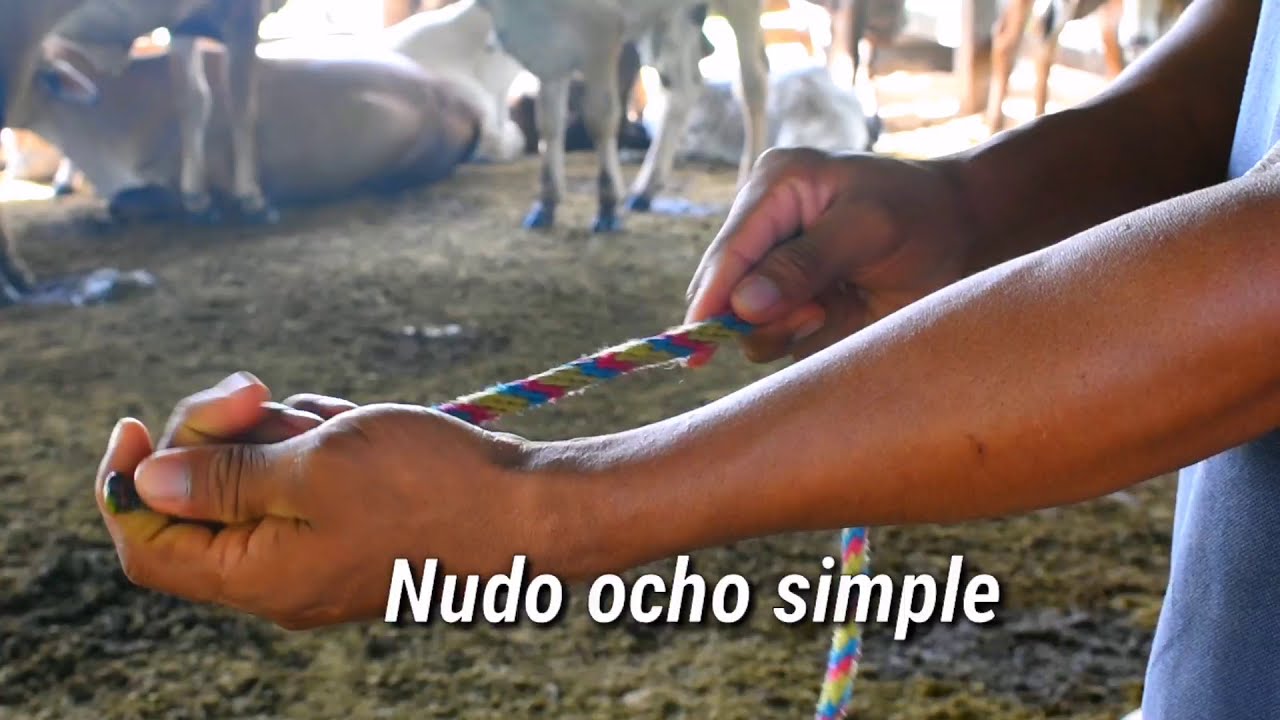 Nudos para el manejo y sujeción en bovinos (parte 2)