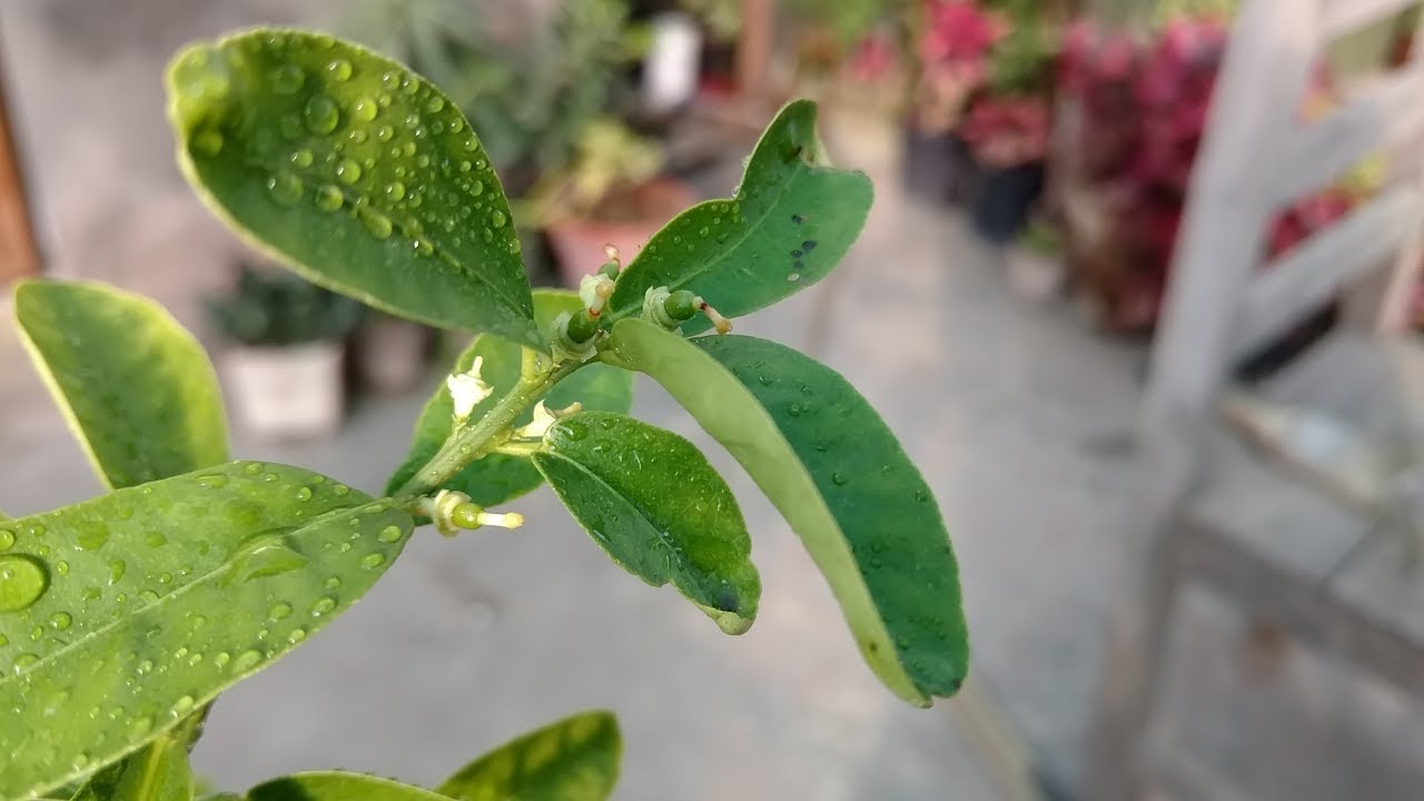 Fruit Lena Hai to Ye Wala Spray Use Krain