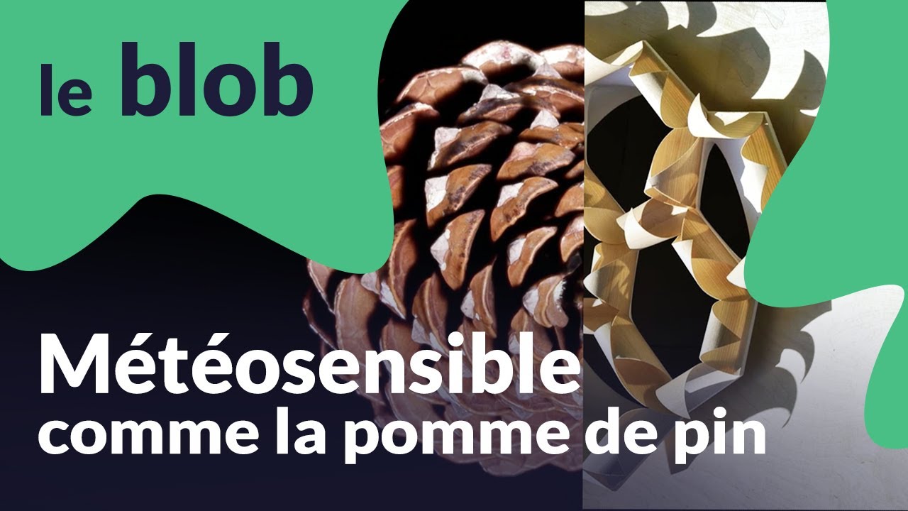 Météosensible comme la pomme de pin | Nature = futur
