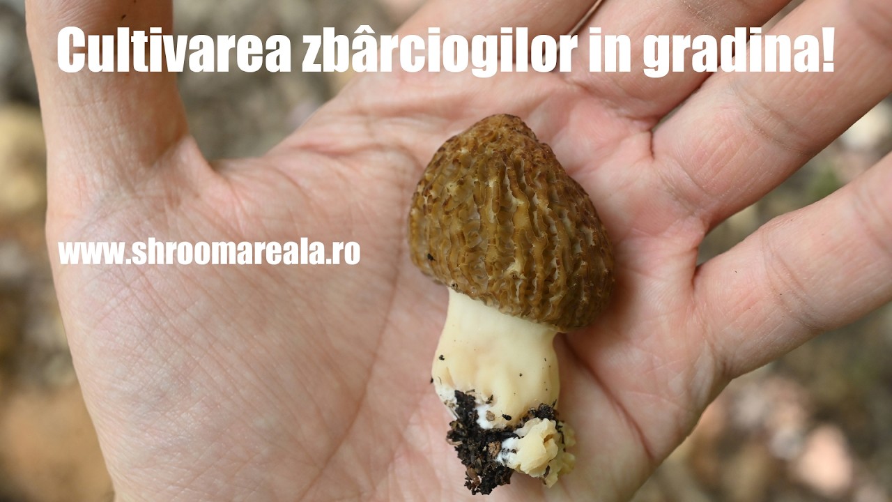 Cultivarea zbârciogilor in gradina - Morchella Importuna