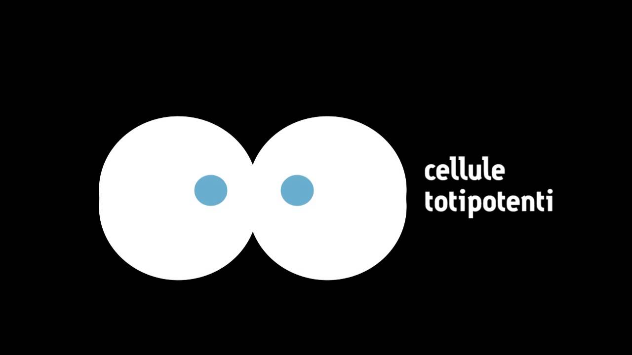 Medicina in pillole: le cellule staminali