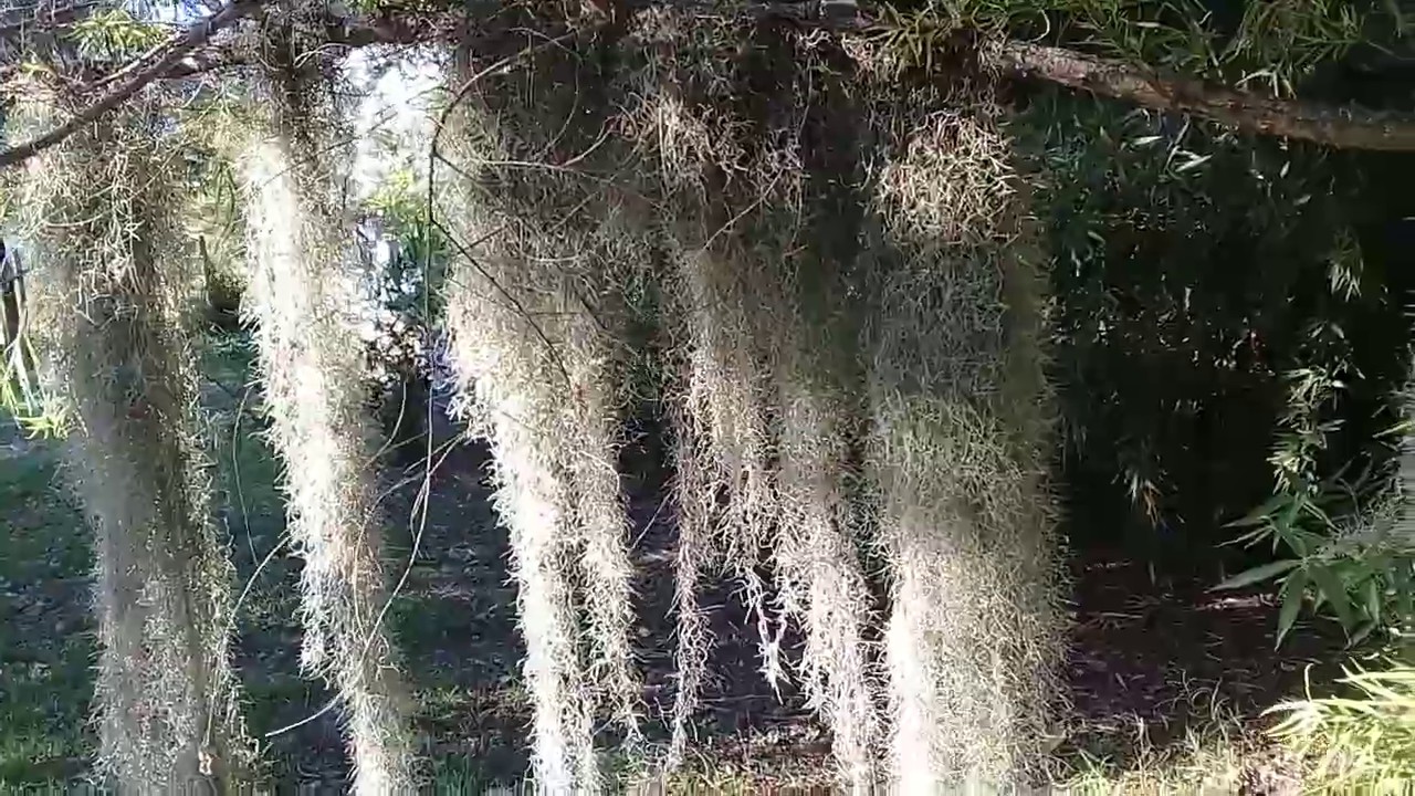 BARBA DE VIEJO O DE CRISTO...   VIVERO LOS BONSÁI.