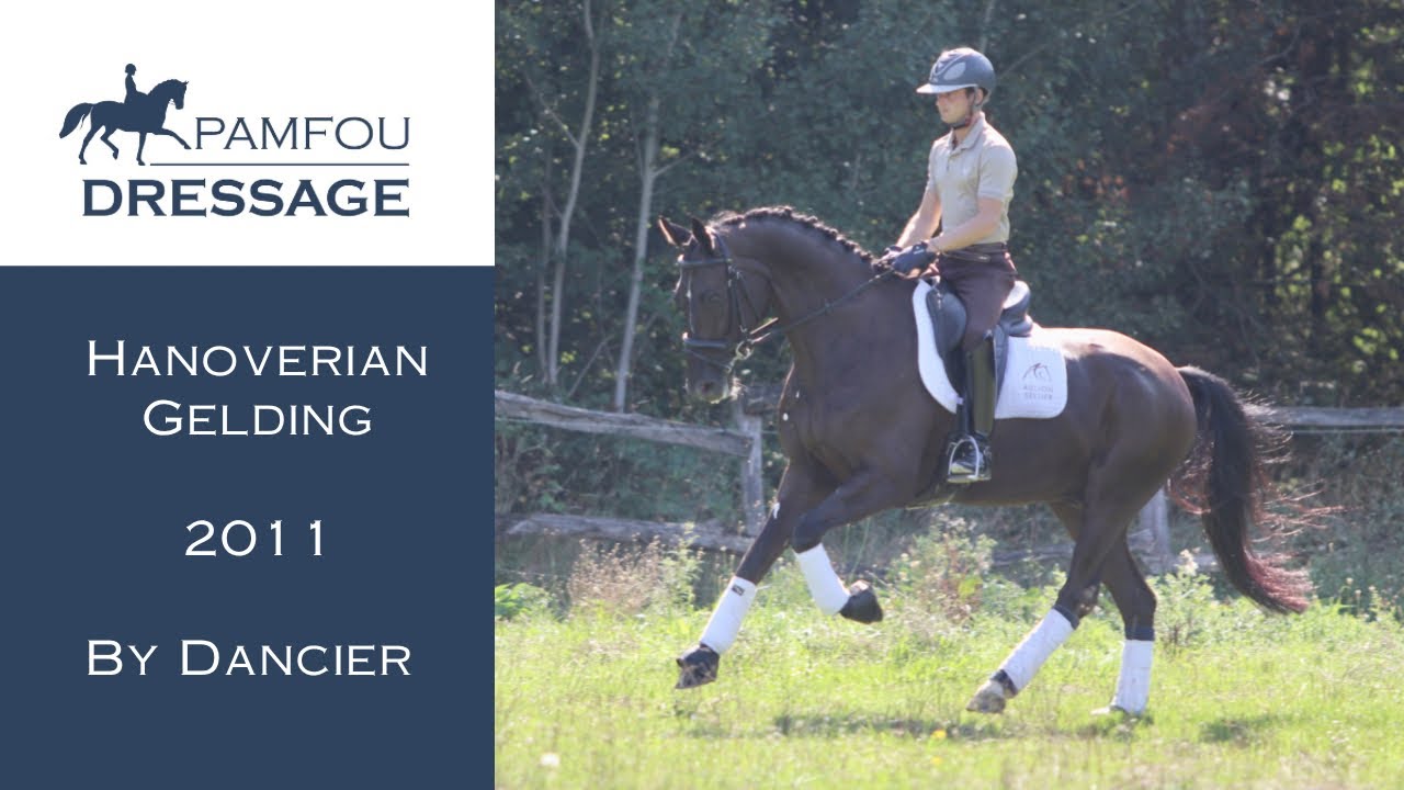 SOLD | Inter I Gelding (2011)