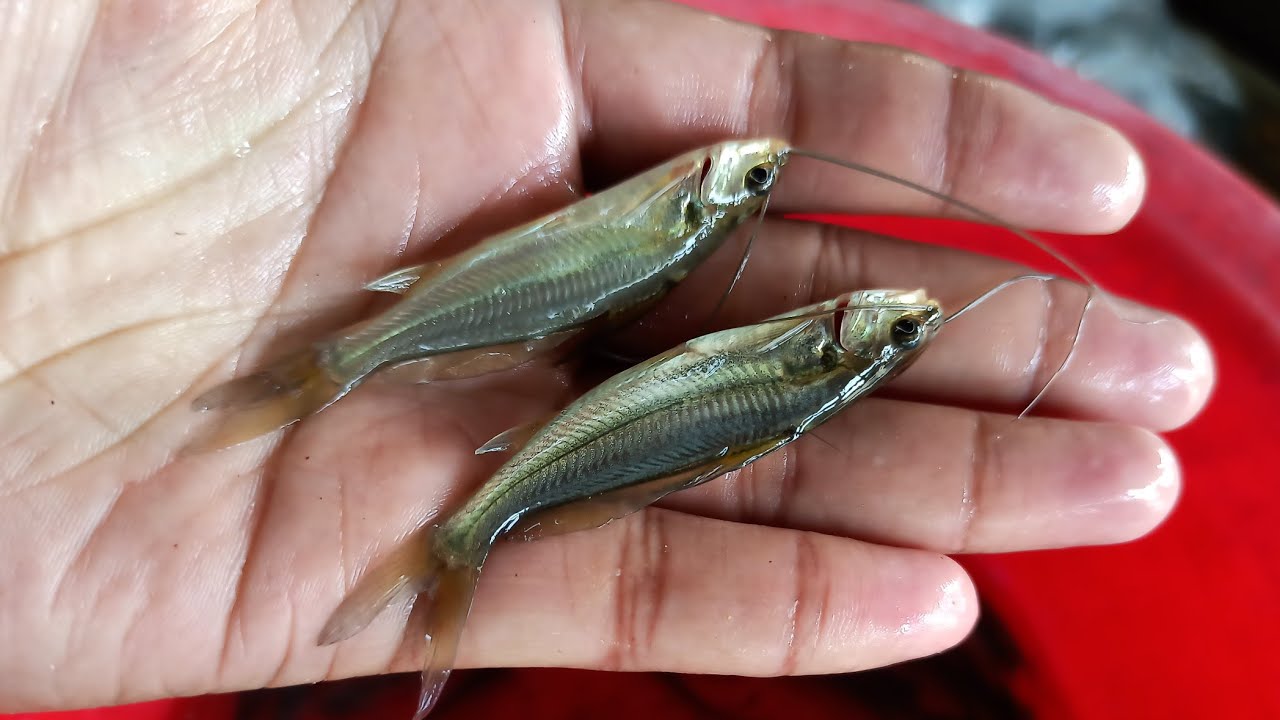 gulsha tangra fish cultivation  | Ganetic mystus fish fisheries