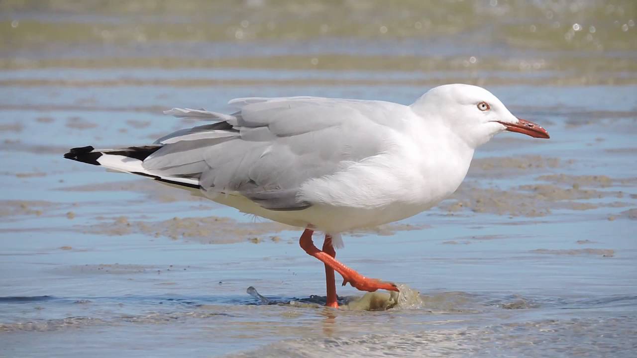 Seagull – maniac flashdance remix
