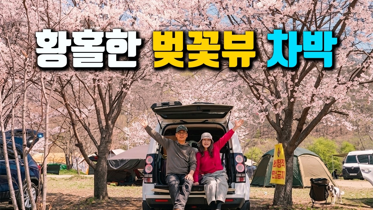 여기가 진짜 벚꽃 차박 성지! 홍천 보리울캠핑장에서 보낸 황홀한 봄날의 벚꽃 차박, camping