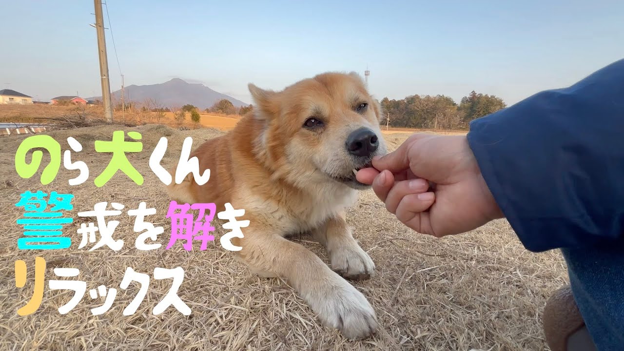 のら犬くん警戒を解きリラックス【M.ダックスと近所ののら犬】