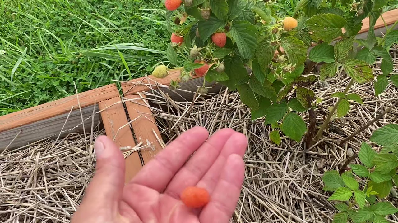 Our Favorite Raspberries