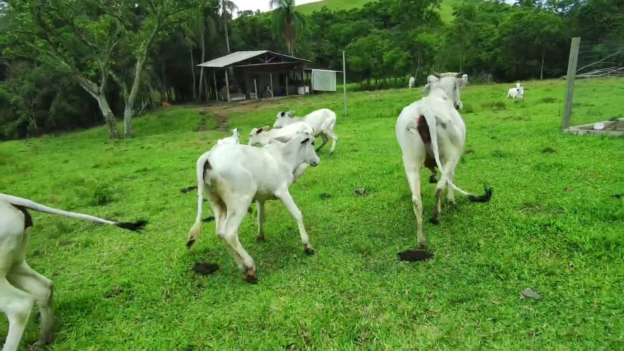 Pilotando o drone fimi mini 3 se