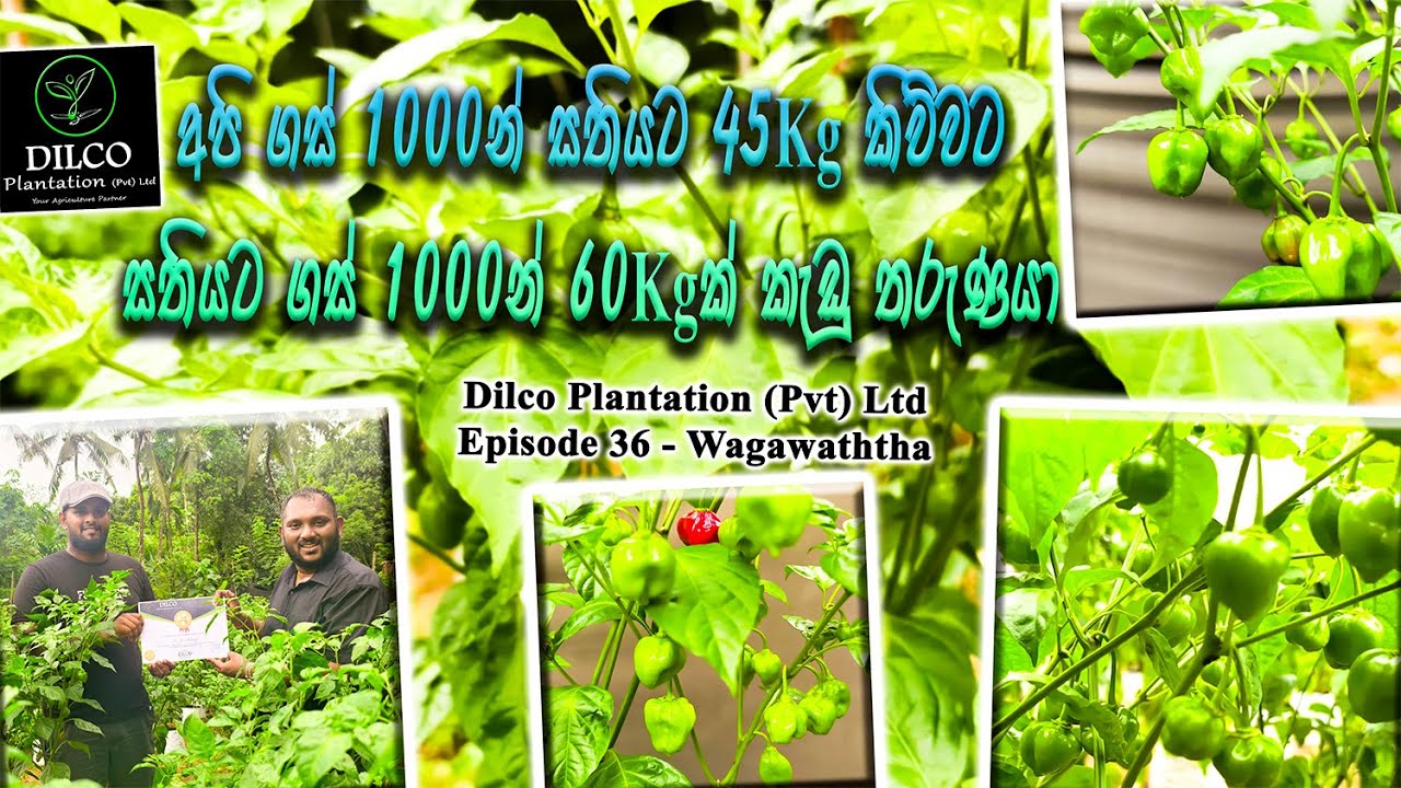 අපි සතියට අවමය 45kg පුලුවන් කිව්වත්🌱, අපිට 60kgක් කඩලා පෙන්වු තරුණ ගොවිමහතා🌳Dilco Ep 36 - 0776395088