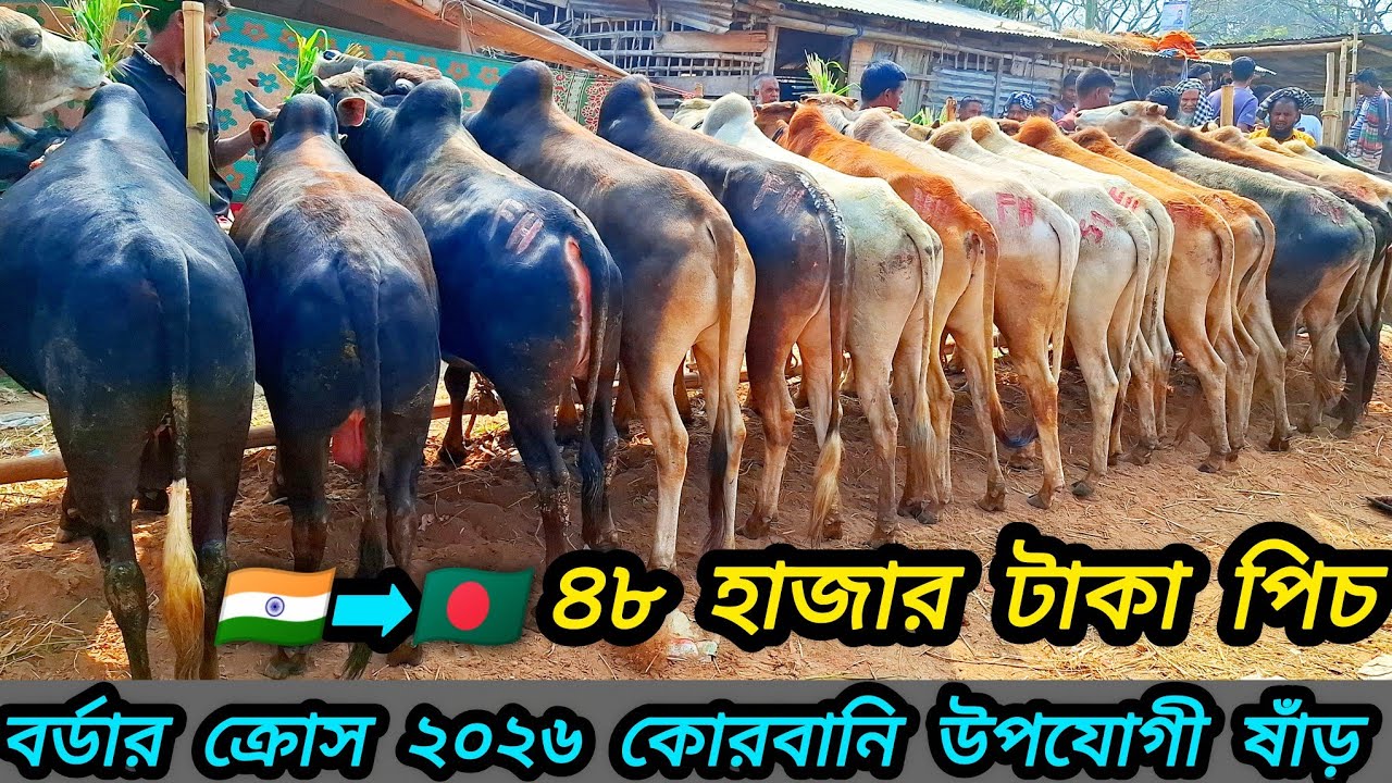 ২৭/০২/২৬/ 🇮🇳 ইন্ডিয়ান বর্ডার ক্রস ২ দাঁতের ২০২৬ কোরবানি উপযোগী ষাঁড় গরু ৪৮ হাজার টাকা পিচ লট #cow 