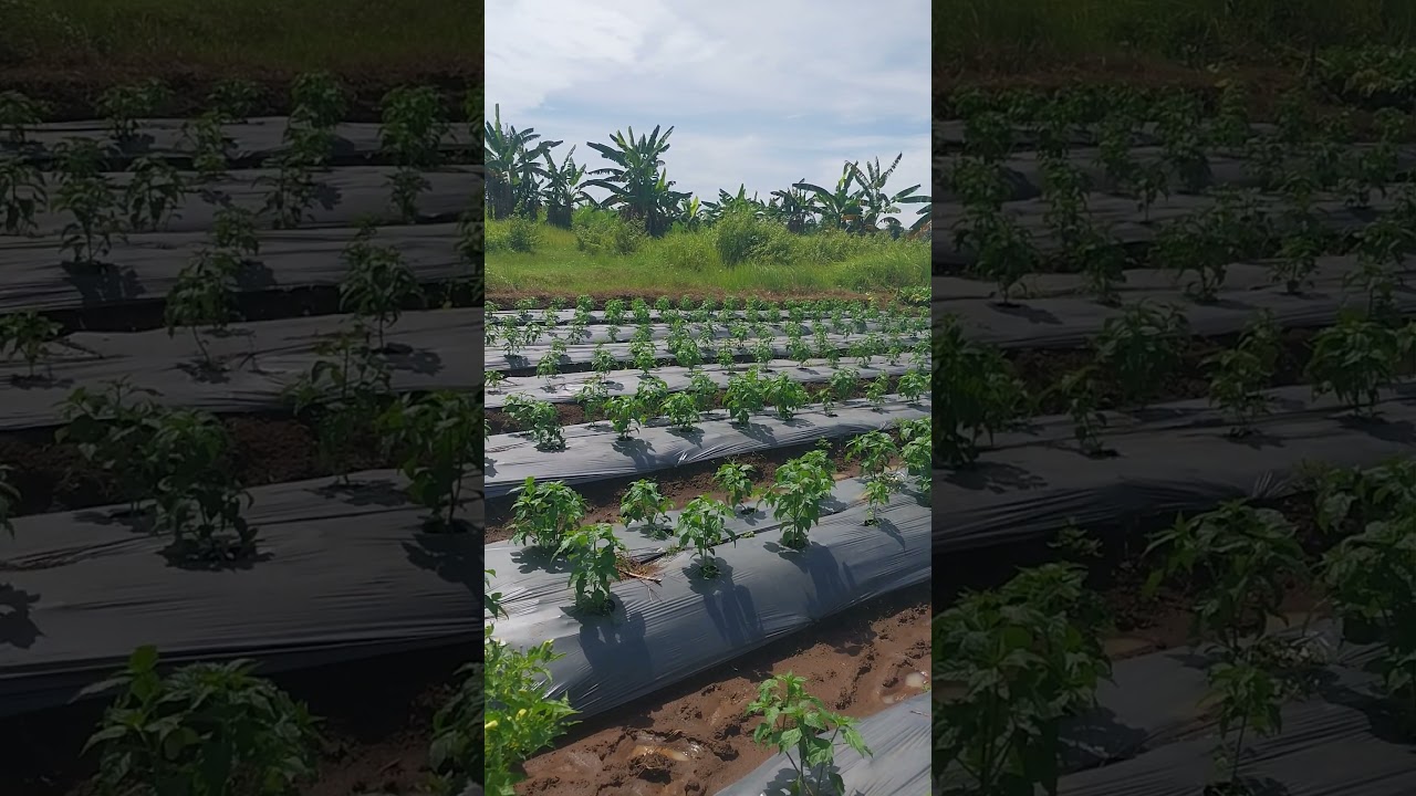 Bertani Cabe #cabai #mitrabertanitv #short