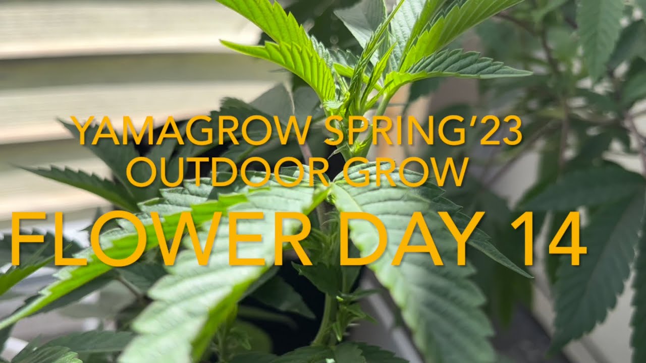 Spring &lsquo;23 outdoor grow, flower day 14