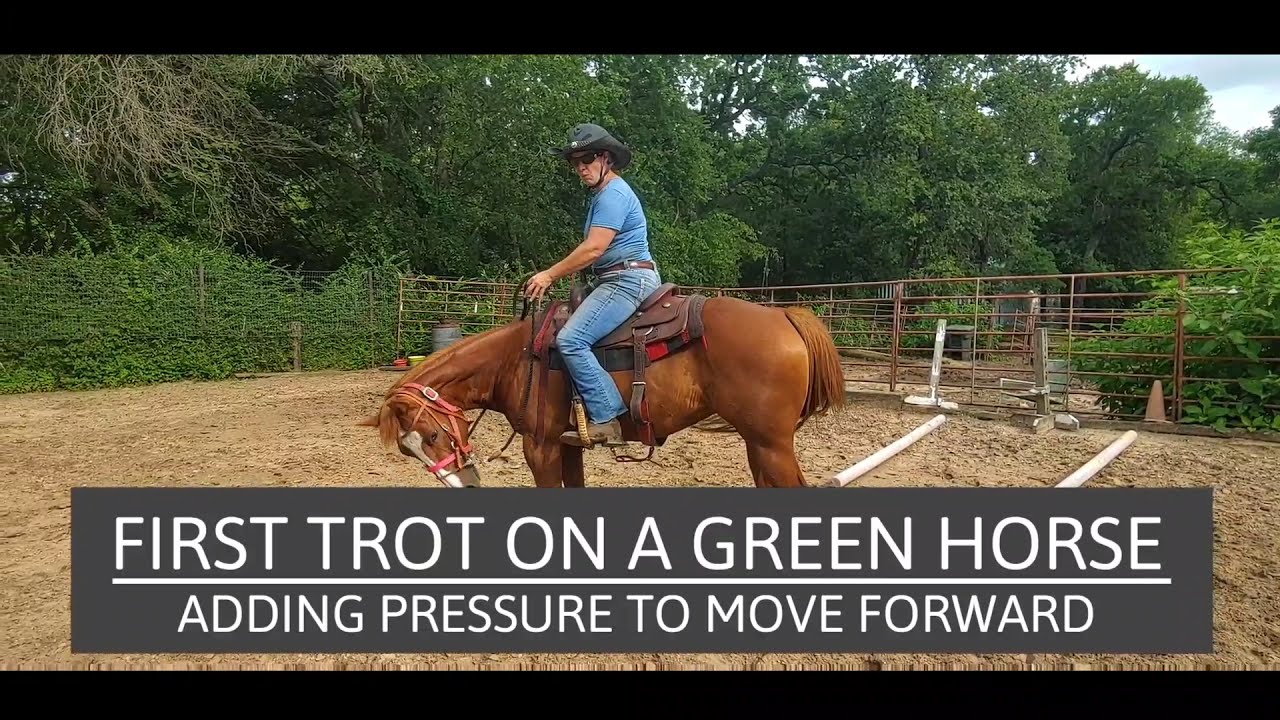 First Trot on a green horse - 2nd Ride, adding pressure to get a trot