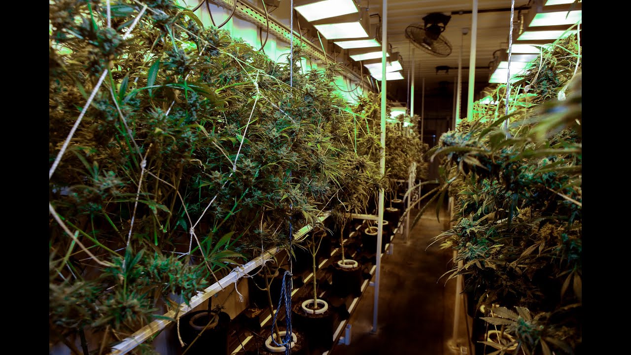 Por dentro de um laborat&oacute;rio de &oacute;leo de&nbsp;cannabis