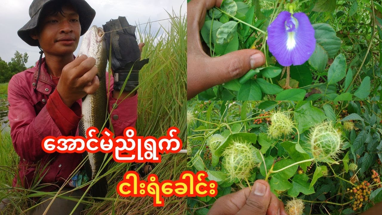အောင်မဲညိုရွက်ဟင်းချို နဲ့ ငါးရံကြက်သားဟင်း ရှယ်ပဲ😋