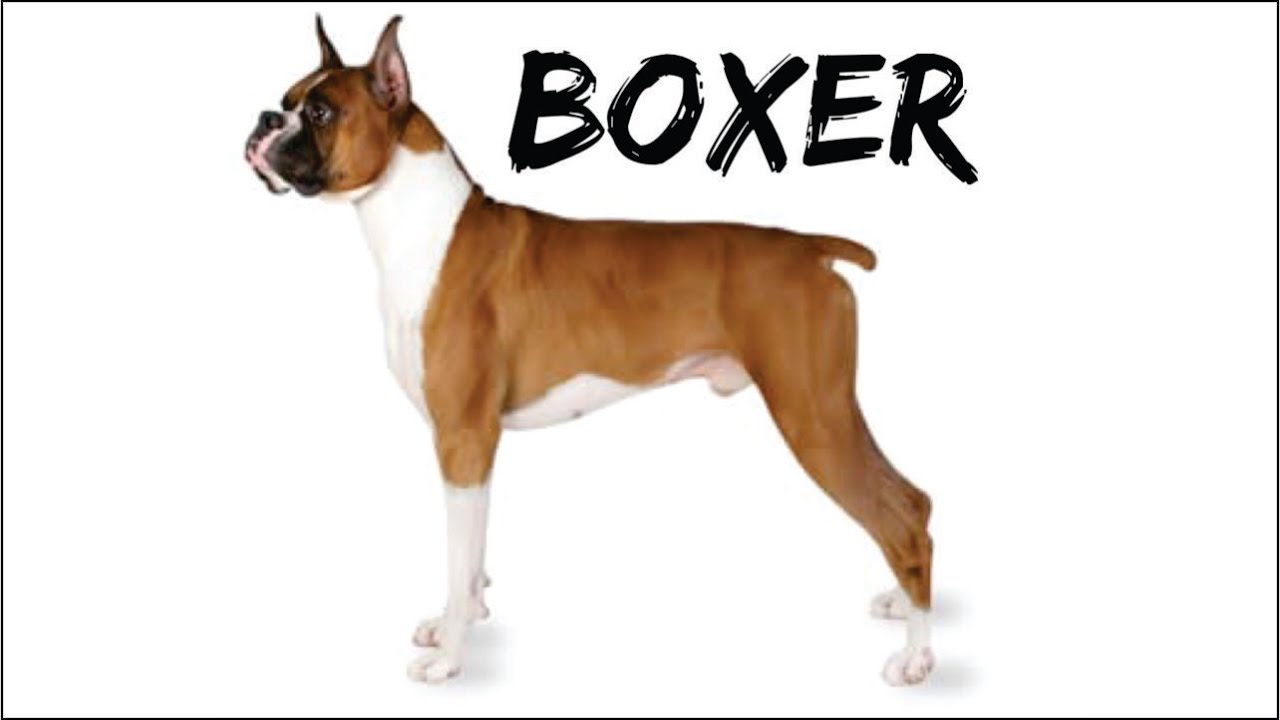 BOXER perro alemán muy popular.