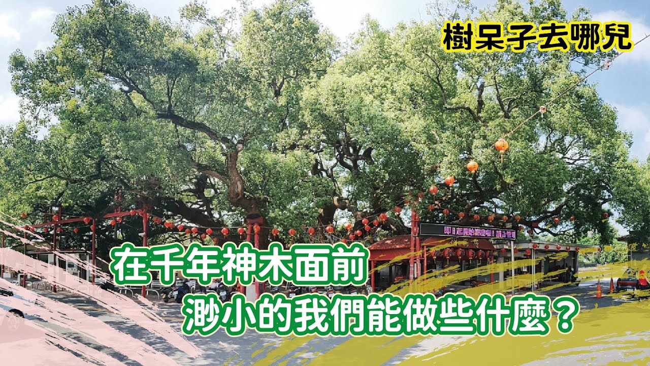 在1000歲的神木前，我們如此渺小！  #我們能做些什麼 ＃開始愛一棵樹最好的時間就是現在 #謝樹禮肥  #樹醫生 #劉東啟