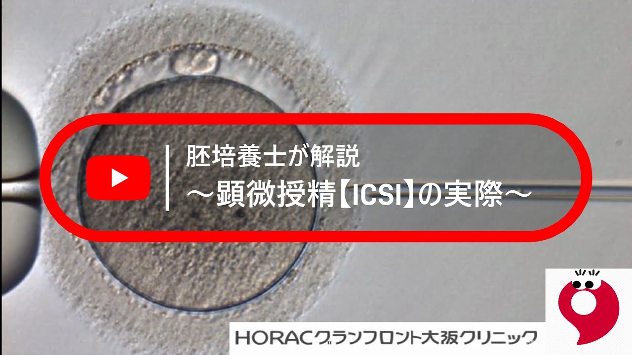 【顕微授精(ICSI)の実際】受精の瞬間を公開！胚培養士が解説【技術】IVF JAPAN GROUP